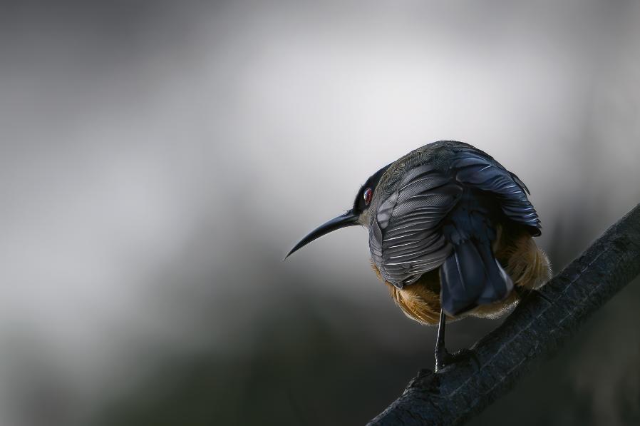 Photograph of the year - 